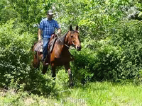 حصان, Standardbred — الصورة 8