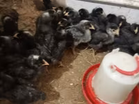 Chickens — 照片 7