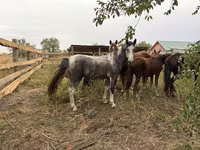 At, Atlar — foto 1