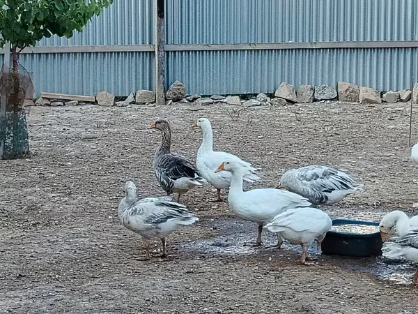 Geese — Azerbaijan