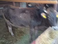 Vaca, Ganado vacuno — foto 3