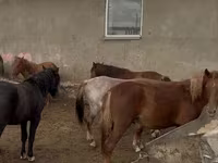 Horse (M), Horse breed — photo 3