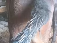 Mare, Horses — photo 3