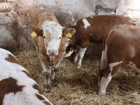 Buğa, Simmental cattle — foto 4