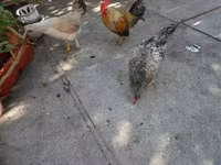 Japonský bantam — foto 1