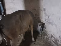 Cow, Cattle — photo 4