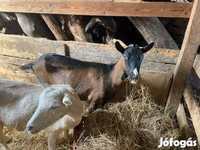 Cabra, Alpine goat — foto 1