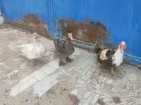 Ducks — Foto 8