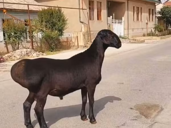 كبش, الأغنام