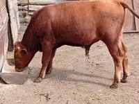 Toro, Ganado vacuno — foto 3