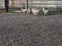Chickens — photo 4