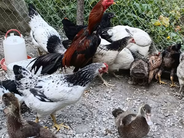 Chickens — Azərbaycan