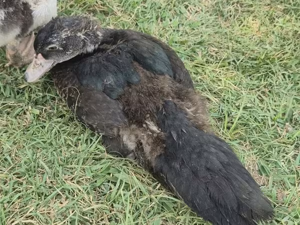Domestic Muscovy
