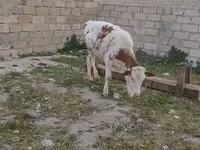 Buğa, Mal-qara — foto 2