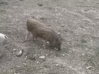 Kanec, Prasata — foto 2