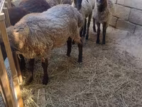 Qoç, Qoyunlar — foto 5