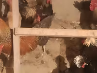 Chickens — photo 2