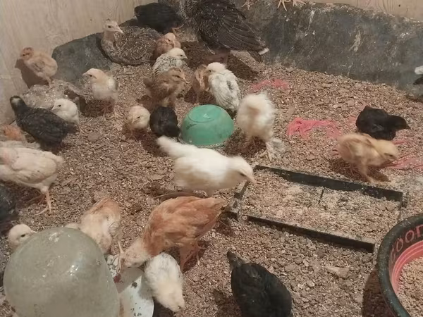 Chickens — Azerbaijan