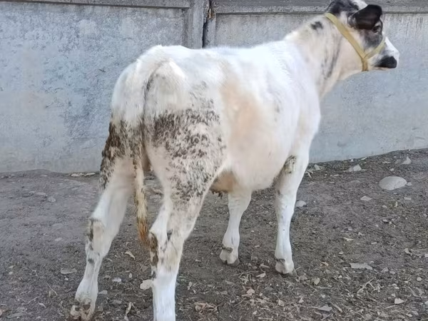 Vaca, Azul Belga