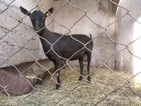 Koza, Murcia-Granada goats — foto 4