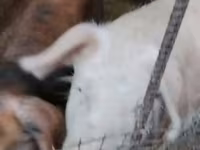 母猪, Ландрас — 照片 5