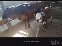 Cow, Simmental cattle — photo 2