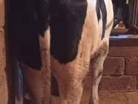 Cow, Russian Black pied cattle — photo 2