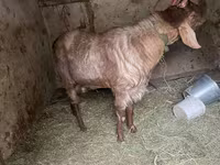 Kozioł, Nubian Goat — zdjęcie 3