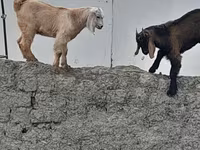 Billy Goat, Goats — photo 6