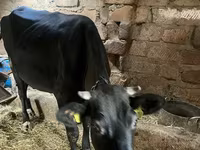 母牛, Cattle — 照片 1