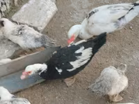 Ducks — Foto 1