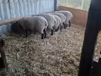 Ovce, White Suffolk sheep — foto 2
