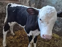 Krowa, Russian Black pied cattle — zdjęcie 2