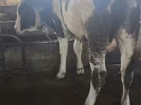 Býk, Simmental cattle — foto 2