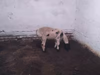 Ram, Suffolk sheep — photo 2