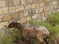 भेड़, भेड़ — फ़ोटो 4