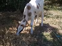 Bull, Cattle — photo 2