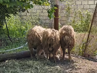 Ram, Sheep — photo 2