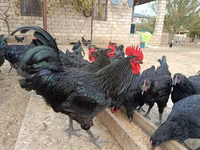 أوسترالورب — الصورة 2