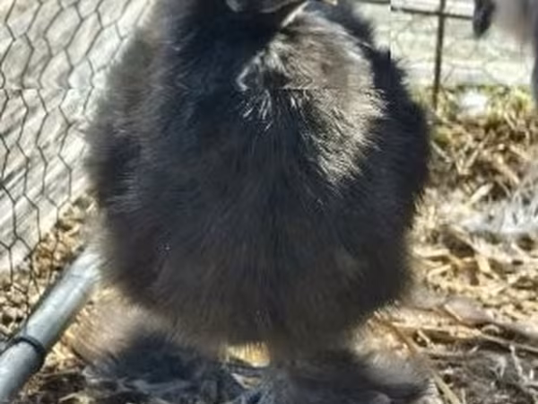 Silkie