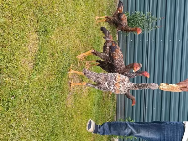 Chickens