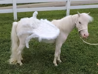 Madyan, Miniature horse — foto 1