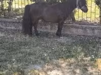 Cavalo, Australian Pony — foto 3
