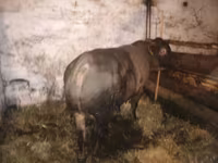 Buğa, Charolais cattle — foto 5