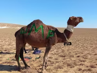Dəvə, Arvana camel — foto 2