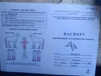 At, Akhal-Teke — foto 1