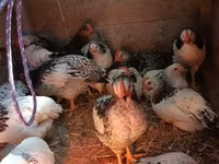 Adler Silver — foto 1