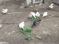 Ducks — photo 1