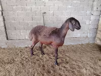 Qoyunlar (partiya, cinsi göstərilməyib), Blackheaded Persian sheep — foto 1