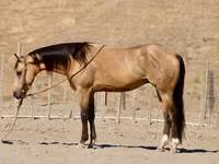 At, Quarter Horse — foto 1